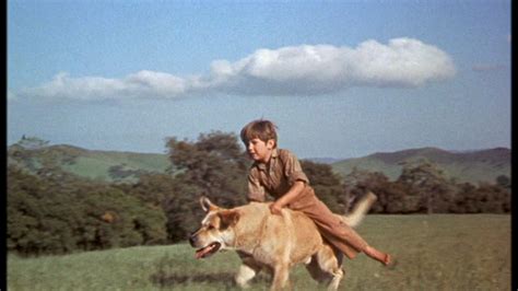 Kevin Corcoran as Arliss Coates in Old Yeller - Old Yeller Photo ...