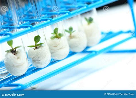 Plant Biotechnology Series 8 Stock Photo - Image of research, agriculture: 27306414