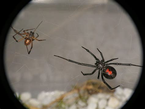 Male Black Widow Spider Identification