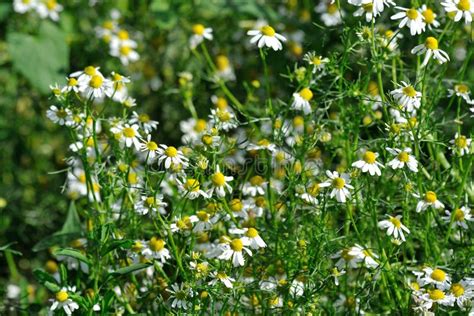 Camomile stock photo. Image of nature, white, plant, bloom - 28432952