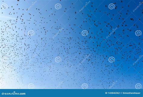 Flying Bird Swarm - Togetherness of Animals Stock Photo - Image of ...