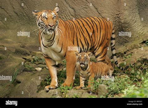 Tiger mother and cub hi-res stock photography and images - Alamy