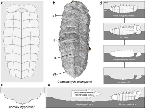 Taphonomy of moulting trace fossils from the Naranco Formation. (a)... | Download Scientific Diagram