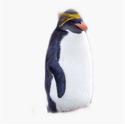 Rockhopper Penguin, HD Png Download , Transparent Png Image - PNGitem