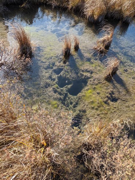 Rare prairie fen ecosystem conserved, Protects multiple threatened species - Legacy Land ...