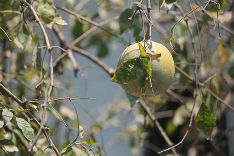 Free stock photo of fruit, wood apple tree, woodapple