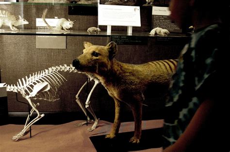 Last Known Tasmanian Tiger Remains Found in Museum Cupboard - GreekReporter.com