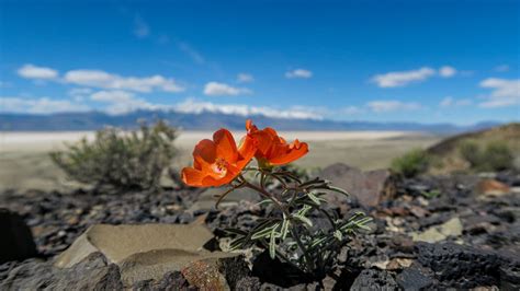 Exploring the Native Plants of Oregon's High Desert - Oregon Natural Desert Association