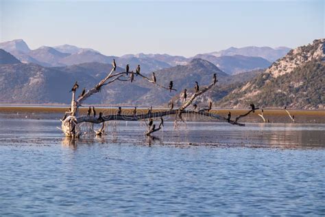 Lake Skadar - Group of Pygmy Cormorant Birds Sitting on Tree Branch in ...