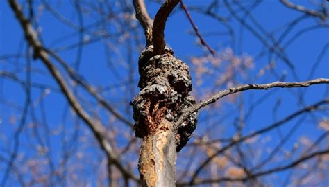 Cherry Tree Black Knot Disease | How To Save Your Trees - Rennie Orchards