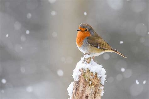 Why Are Robins Associated With Christmas? | Bird Spot