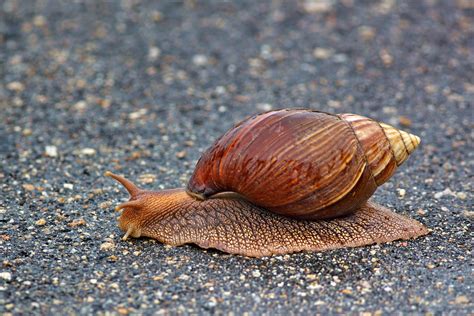 Giant African Land Snail | Giant African Land Snails are fas… | Flickr