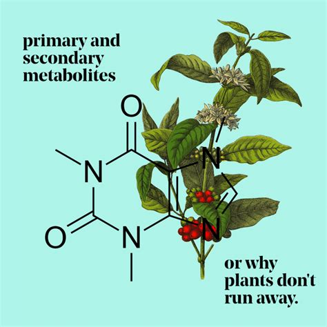 Anti-Aging | Compounding Lab