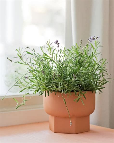 Lavendar plant indoor – Artofit