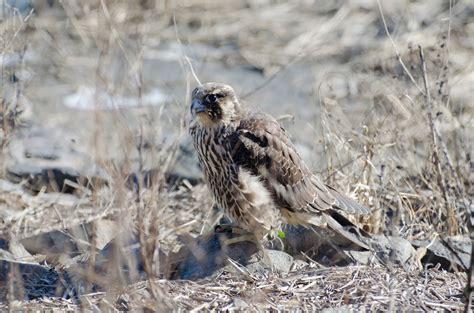 Urban Wildlife Guide: Peregrine Falcon