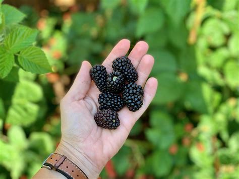 Blackberry Picking │ A Neighbors Garden - Traveling with JC