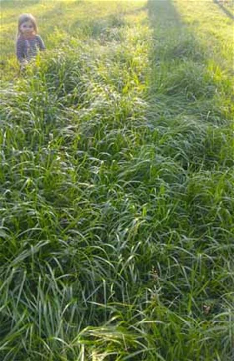 SWEETGRASS (Hierochloe odorata) plants and dried leaves