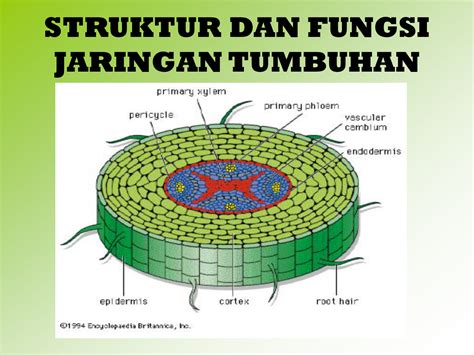 Fungsi Jaringan Tumbuhan - Homecare24