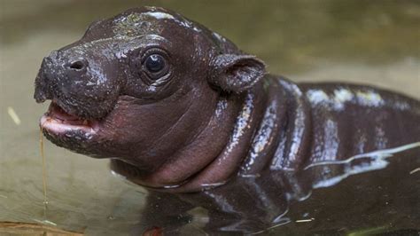 A rare Pygmy hippo birth has taken place at the San Diego Zoo | The Optimist Daily