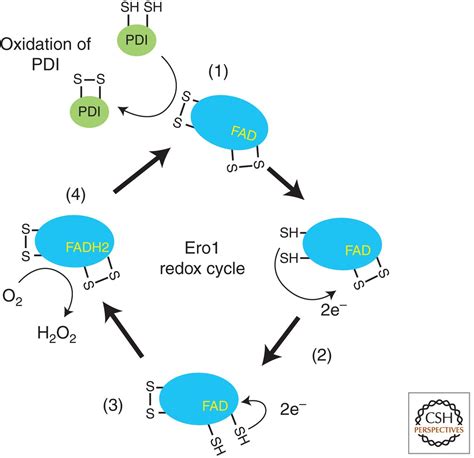 Disulfide Bond Formation in the Mammalian Endoplasmic Reticulum