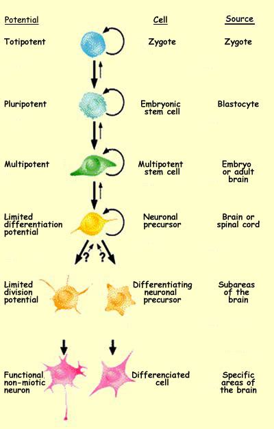 😍 Proliferation examples. use proliferation in a sentence, proliferation example sentences, how ...