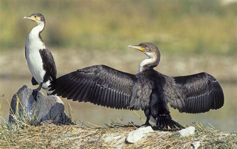 White-breasted cormorant - Birds - South Africa