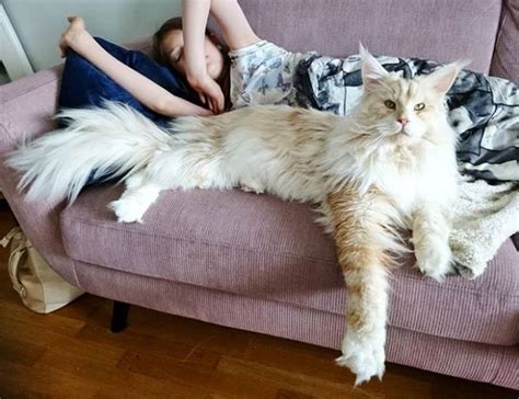 Maine Coon Instagram Profile Shows Just How Big This Species is - Our Funny Little Site