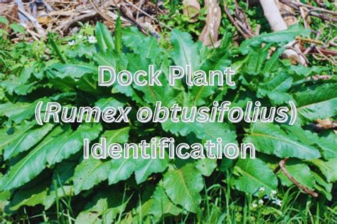 Dock Plant (Rumex obtusifolius) Identification: An Easy Tested Way - House Plant Identifier ...