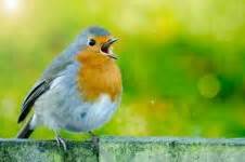 Robin In The Snow Free Stock Photo - Public Domain Pictures