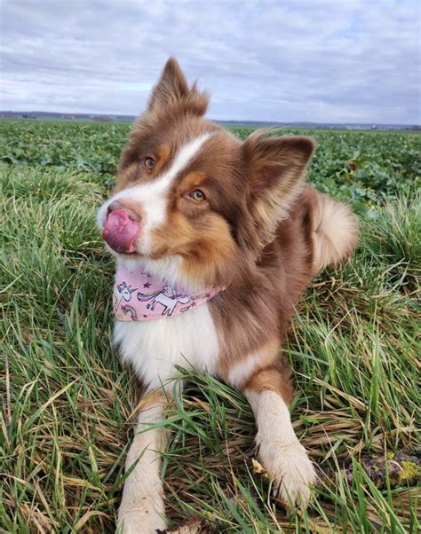 Red Australian Shepherd Guide: Red Merle, Red Tri & Self Red