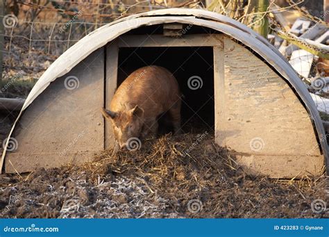 Tamworth Pig Stock Photos - Image: 423283