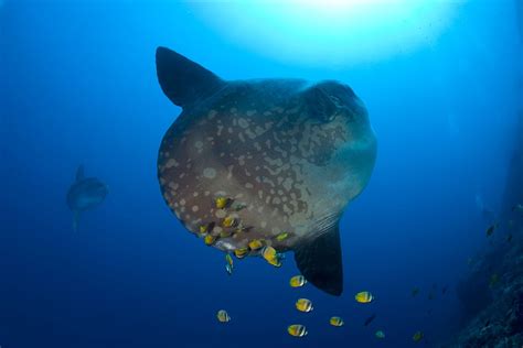 Ocean Sunfish Facts