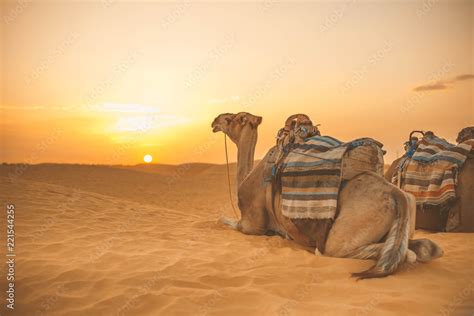 camel in the Sahara Desert Stock Photo | Adobe Stock