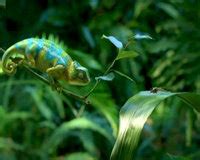 Un camaleón mexicano, un mosquito español y una comadreja argentina... - LatinSpots