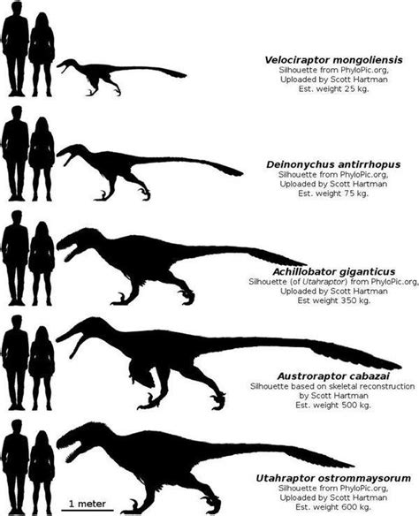 Image result for deinonychus vs velociraptor | Prehistoric wildlife, Prehistoric animals ...