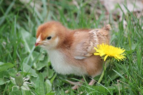 Approximately 2 week old "Dark Rhode Island Red"... | BackYard Chickens