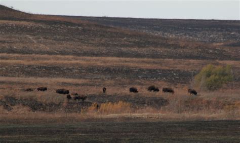 Tallgrass Prairie National Preserve | Raven About The Parks | Raven ...