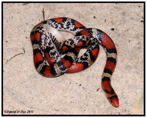 Scarlet Snake | Florida Backyard Snakes