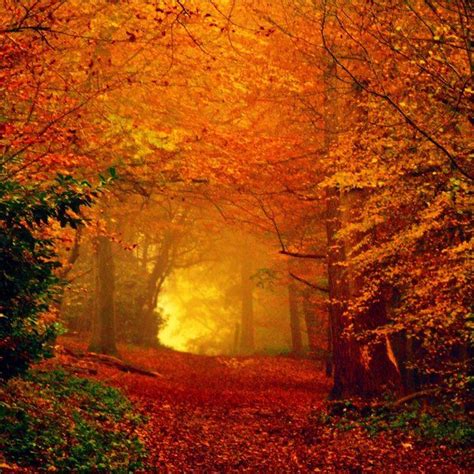 Autumn Leaves Falling - A Beautiful Nature Scene