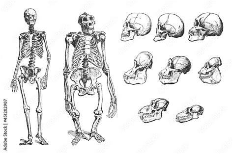 Human and ape skeleton and skull collection - vintage engraved illustration from Larousse du xxe ...