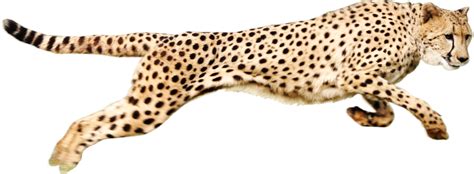 Cheetah PNG transparent image download, size: 931x342px