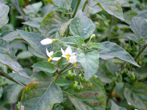 Solanum nigrum and Solanum xanthocarpum: Neglected Wild Plants of Immense Medicinal Importance