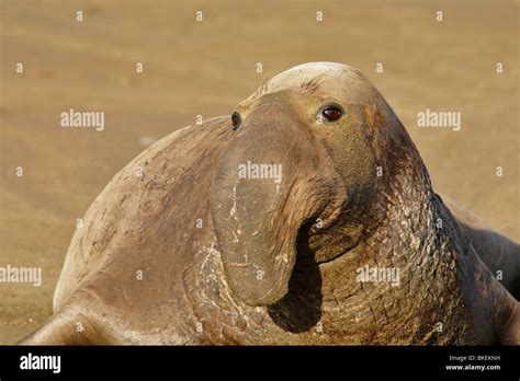 Elephant seal bull hi-res stock photography and images - Alamy