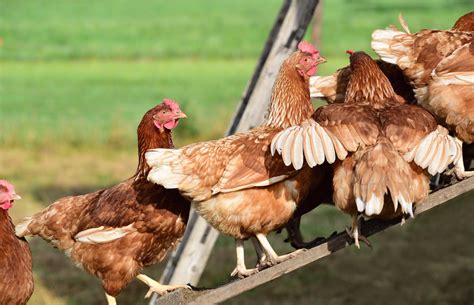 Chicken Pecking Order — Stressful Times In The Coop - Backyard Poultry