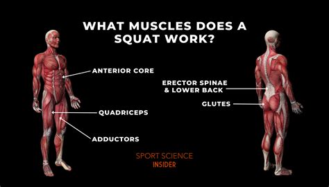 What Muscles Does a Squat Work? – Sport Science Insider