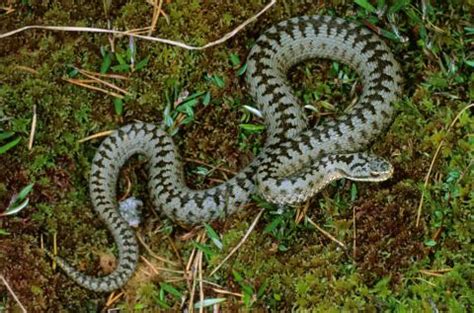 How dangerous are venomous adders, are bites common and when are they active in Scotland? | The ...