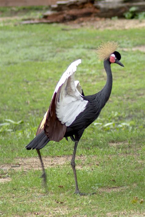 West African Crowned Crane - Potawatomi Zoo