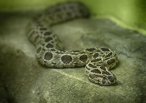 Russell's Viper Facts: Animals of Asia - WorldAtlas