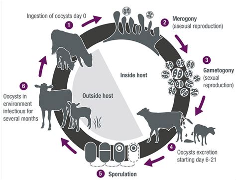 Coccidiosis - Risk factors - W.E. Jameson & Son