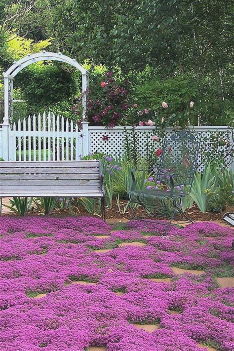 Thymus 'Red Creeping Thyme' 6'' Pot - Hello Hello Plants & Garden Supplies